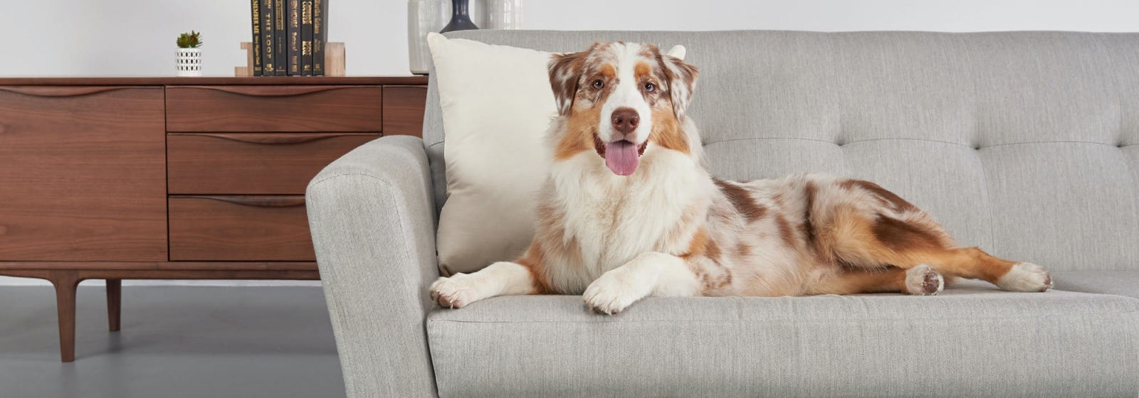 Hướng dẫn làm sạch ghế sofa cho chủ sở hữu vật nuôi