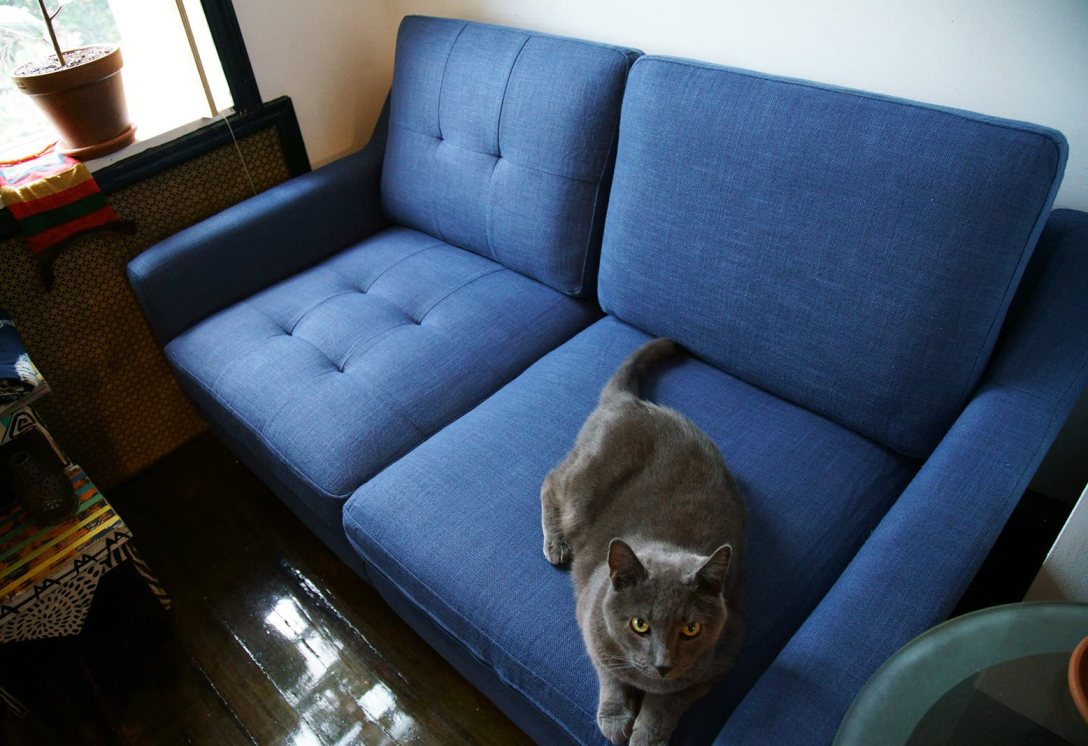 Hướng dẫn làm sạch ghế sofa cho chủ sở hữu vật nuôi