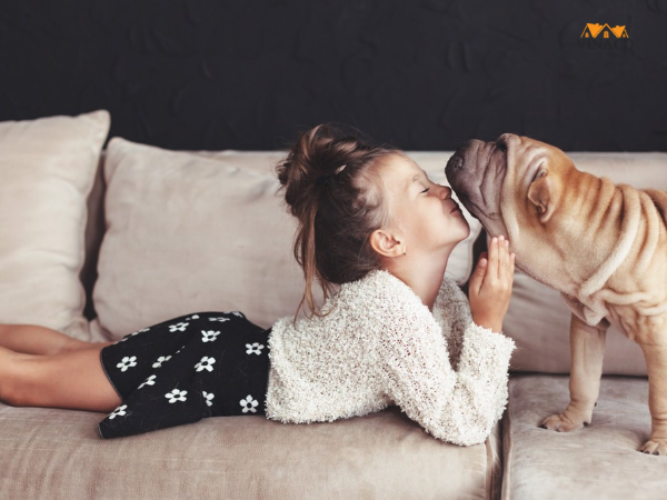 Nhà nuôi thú cưng nên chọn sofa như thế nào? 