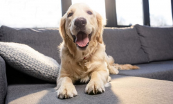 5 loại vải bọc ghế sofa tuyệt vời thân thiện với thú cưng cho ngôi nhà của bạn