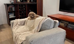 Sofa bị mèo cào rách – Nên bọc lại hay thay mới để tiết kiệm chi phí?