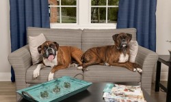 Vải bọc sofa nào phù hợp với thú cưng?